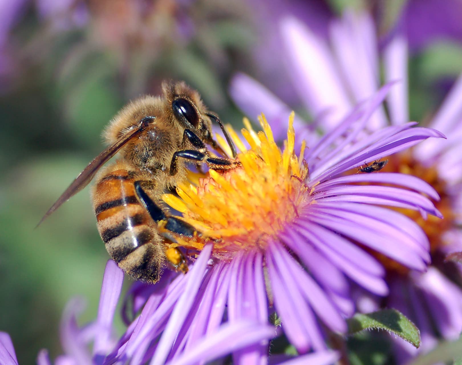 A honey bee collecting nectar from a purple aster